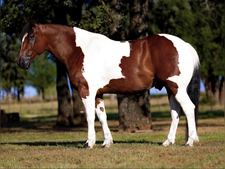 Draft Horse Mix Castrone 7 Anni 157 cm Tobiano-tutti i colori in Lipan, TX