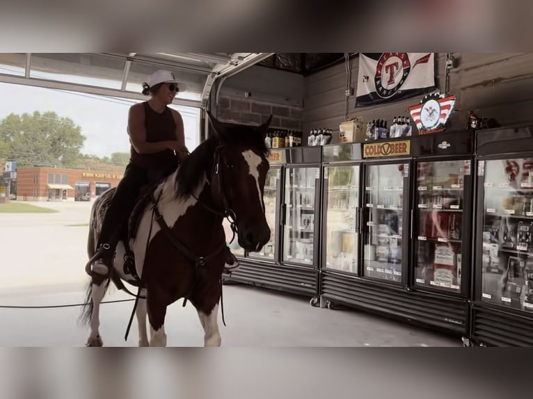 Draft Horse Mix Castrone 7 Anni 157 cm Tobiano-tutti i colori in Lipan, TX