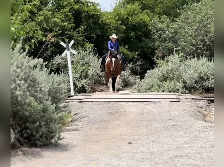 Draft Horse Mix Castrone 7 Anni 157 cm Tobiano-tutti i colori in Lipan, TX