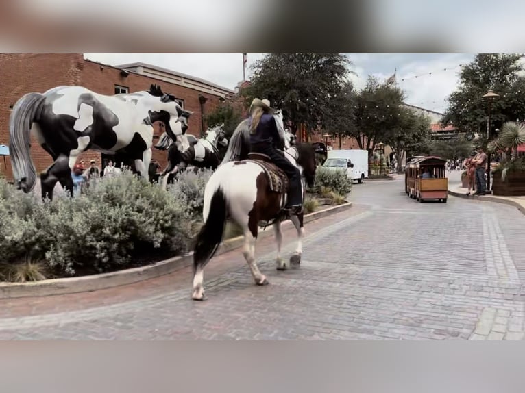 Draft Horse Mix Castrone 7 Anni 157 cm Tobiano-tutti i colori in Lipan, TX