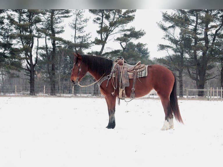 Draft Horse Castrone 7 Anni 160 cm Baio ciliegia in North Judson IN