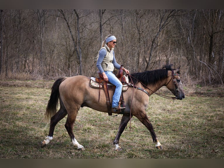 Draft Horse Castrone 7 Anni 160 cm Grullo in Flemmingsburg, KY