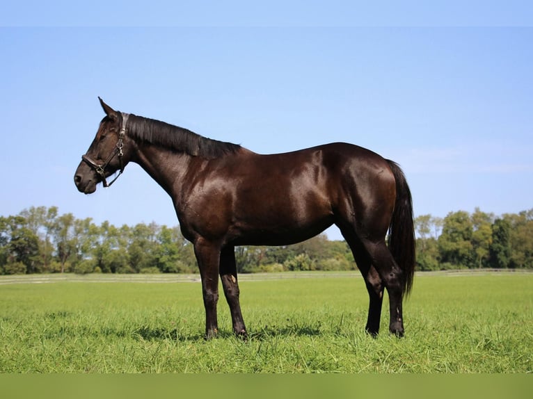 Draft Horse Castrone 7 Anni 160 cm Morello in Howell MI