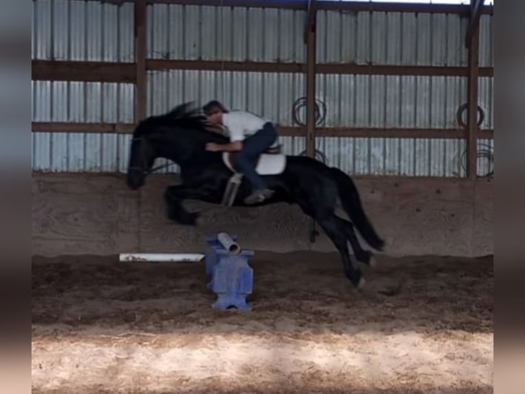 Draft Horse Castrone 7 Anni 160 cm Morello in Bloomfield IA