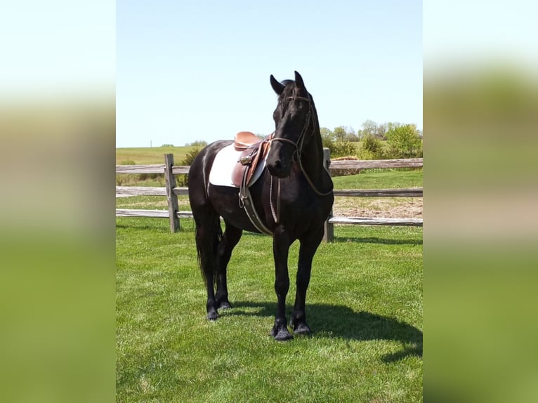 Draft Horse Castrone 7 Anni 160 cm Morello in Bloomfield IA