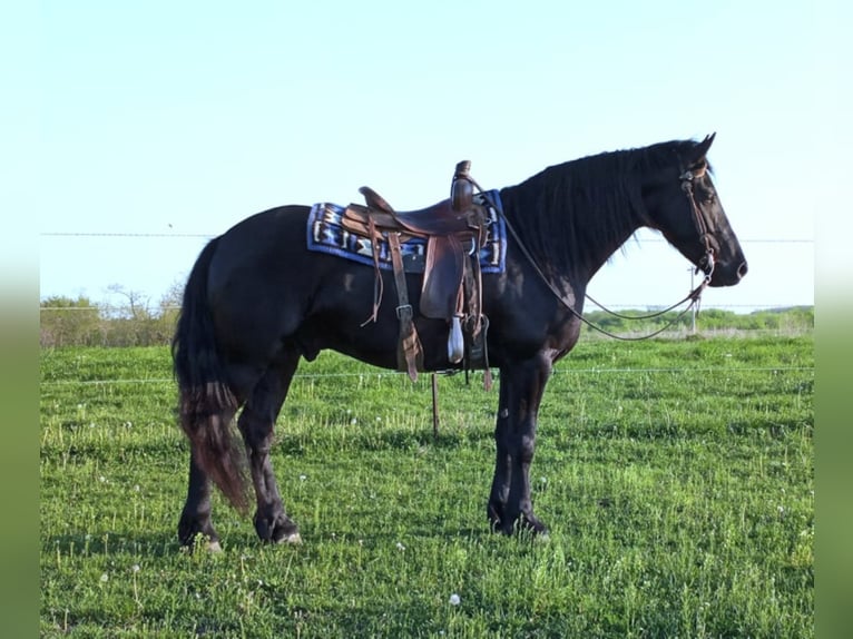 Draft Horse Castrone 7 Anni 160 cm Morello in Bloomfield IA