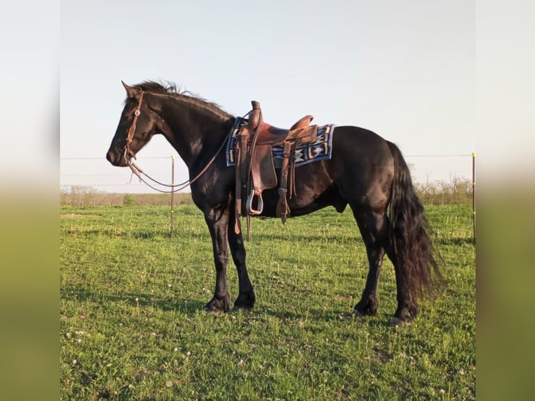 Draft Horse Castrone 7 Anni 160 cm Morello in Bloomfield IA