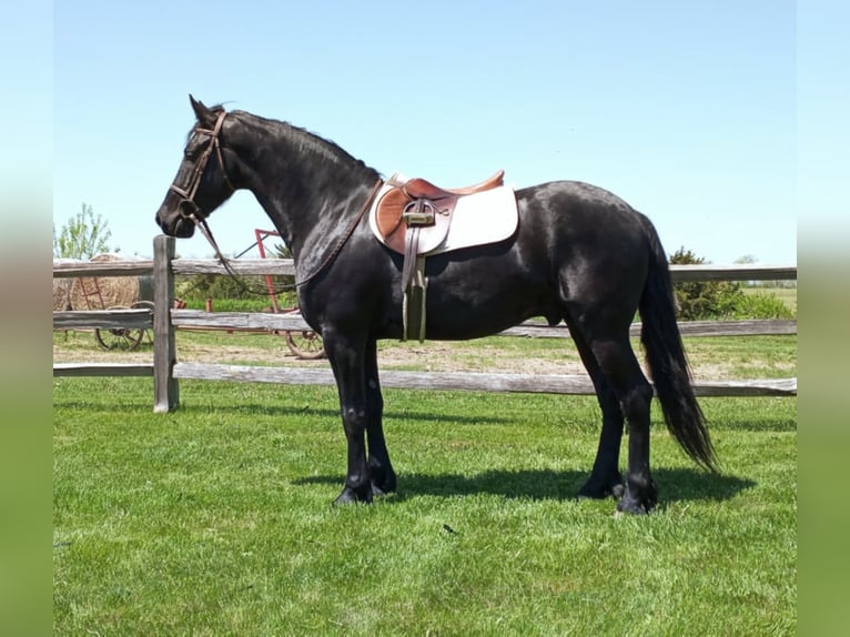 Draft Horse Castrone 7 Anni 160 cm Morello in Bloomfield IA