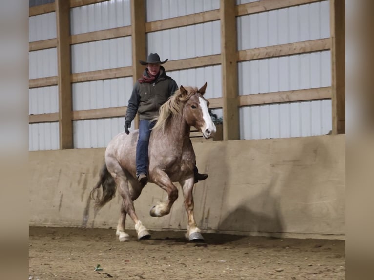 Draft Horse Mix Castrone 7 Anni 160 cm Roano rosso in Howell