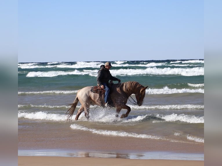 Draft Horse Mix Castrone 7 Anni 160 cm Roano rosso in Howell