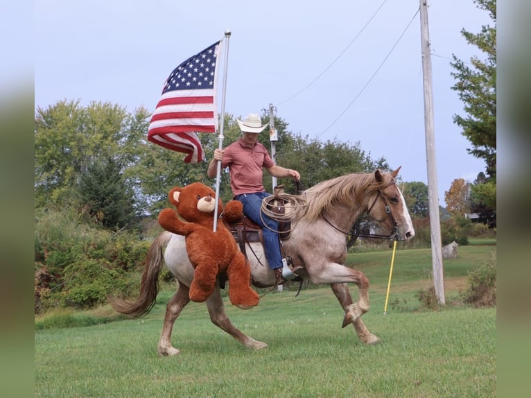 Draft Horse Mix Castrone 7 Anni 160 cm Roano rosso in Howell
