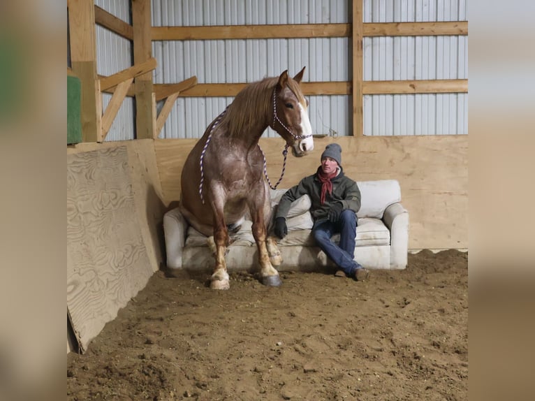 Draft Horse Mix Castrone 7 Anni 160 cm Roano rosso in Howell