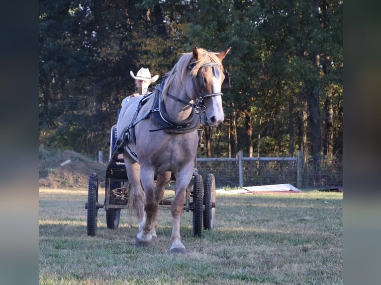 Draft Horse Mix Castrone 7 Anni 160 cm Roano rosso in Howell