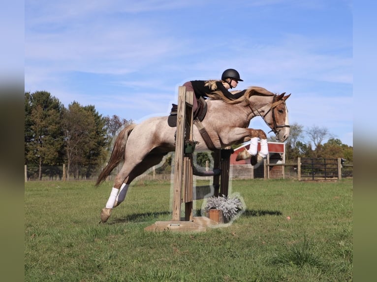 Draft Horse Mix Castrone 7 Anni 160 cm Roano rosso in Howell