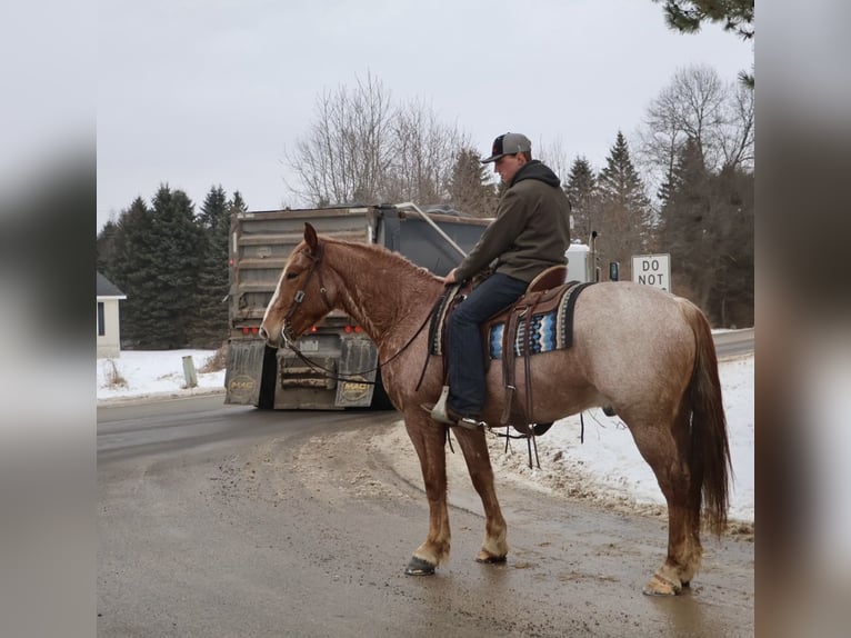 Draft Horse Mix Castrone 7 Anni 160 cm Roano rosso in Howell