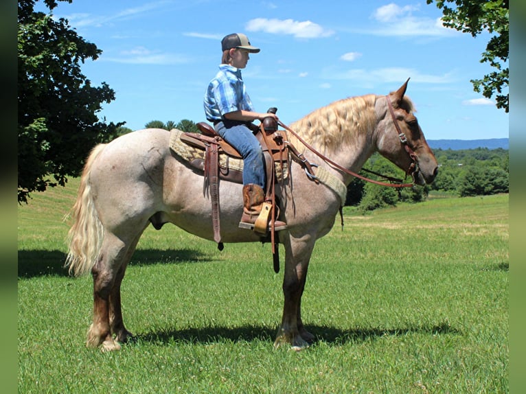 Draft Horse Castrone 7 Anni 160 cm Roano rosso in Everett PA