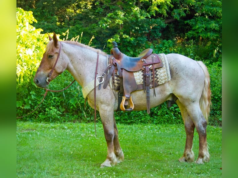 Draft Horse Castrone 7 Anni 160 cm Roano rosso in Everett PA