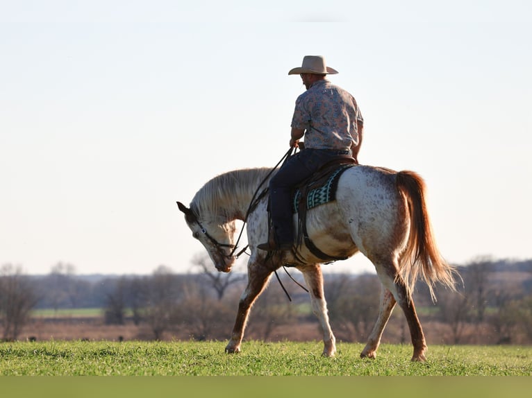Draft Horse Mix Castrone 7 Anni 160 cm Sauro ciliegia in Ripley