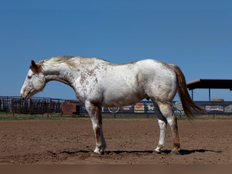 Draft Horse Mix Castrone 7 Anni 160 cm Sauro ciliegia in Ripley
