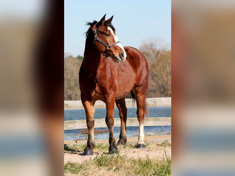 Draft Horse Mix Castrone 7 Anni 163 cm Baio ciliegia in Huntsville, TX
