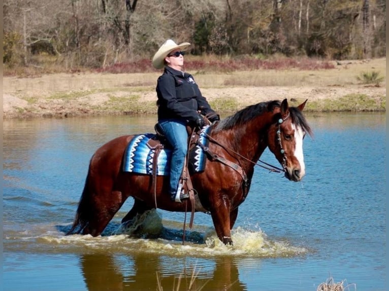 Draft Horse Mix Castrone 7 Anni 163 cm Baio ciliegia in Huntsville, TX