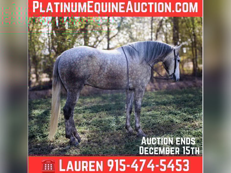 Draft Horse Castrone 7 Anni 163 cm Grigio in El Paso Tx