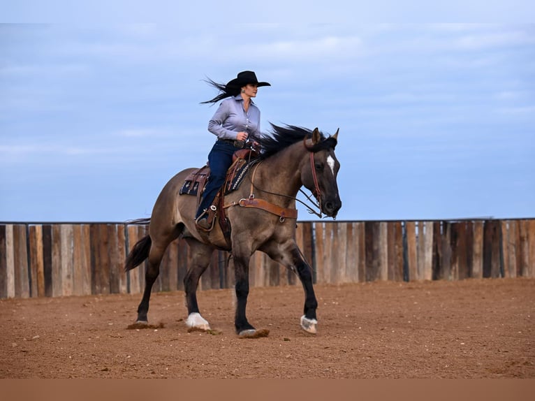 Draft Horse Mix Castrone 7 Anni 163 cm Grullo in Georgetown, TX