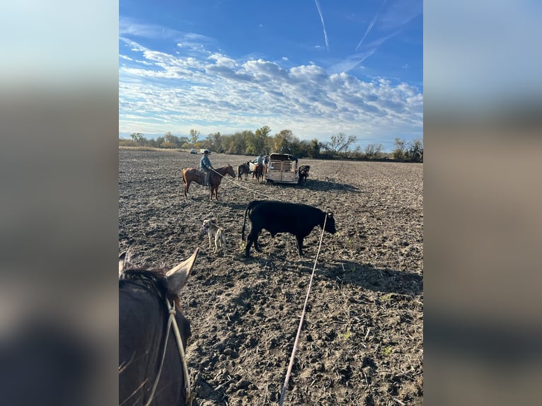 Draft Horse Mix Castrone 7 Anni 163 cm Grullo in Georgetown, TX