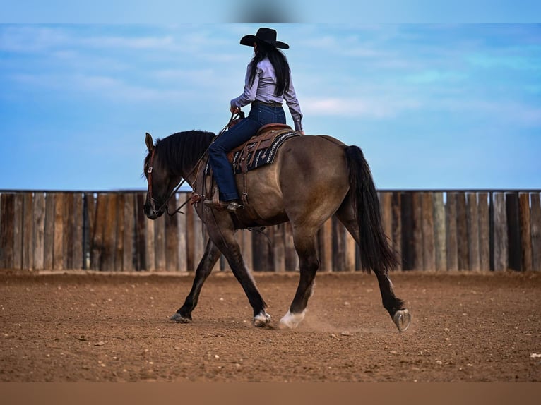 Draft Horse Mix Castrone 7 Anni 163 cm Grullo in Georgetown, TX