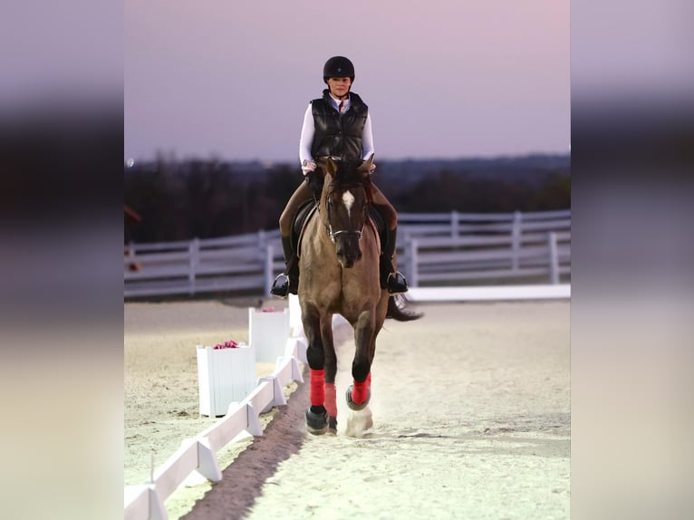 Draft Horse Mix Castrone 7 Anni 163 cm Grullo in Georgetown, TX