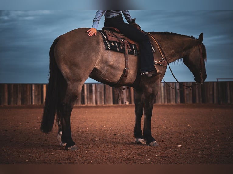 Draft Horse Mix Castrone 7 Anni 163 cm Grullo in Georgetown, TX