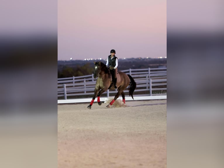 Draft Horse Mix Castrone 7 Anni 163 cm Grullo in Georgetown, TX