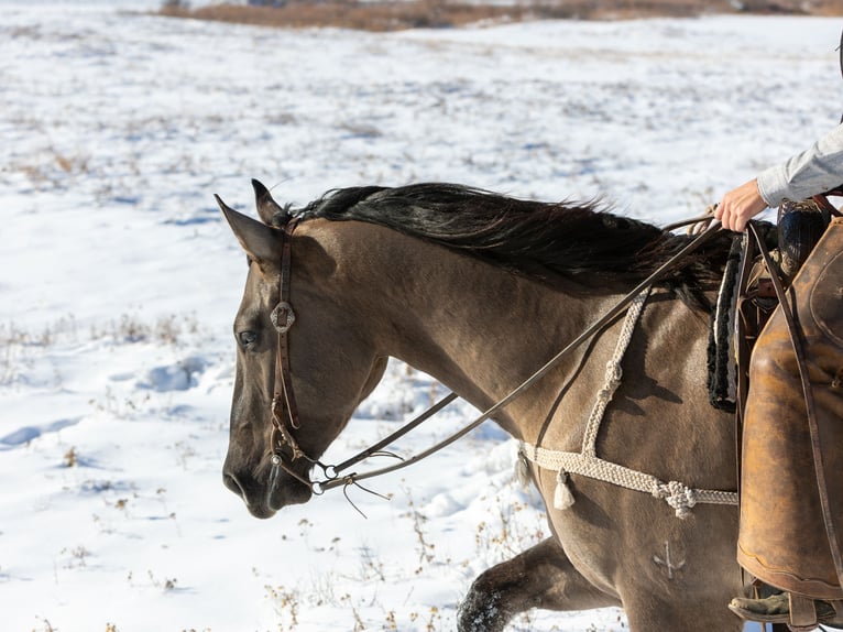 Draft Horse Mix Castrone 7 Anni 163 cm Grullo in Georgetown, TX