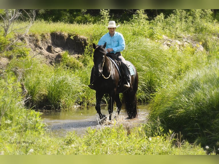 Draft Horse Castrone 7 Anni 163 cm Morello in INDEPENDENCE, IA