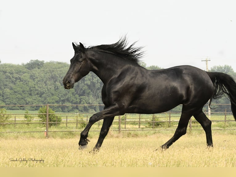 Draft Horse Castrone 7 Anni 163 cm Morello in INDEPENDENCE, IA