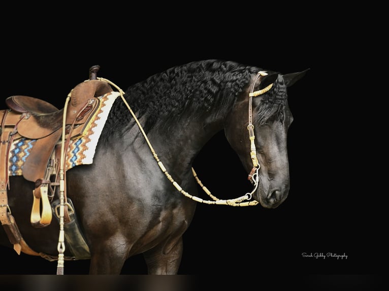 Draft Horse Castrone 7 Anni 163 cm Morello in INDEPENDENCE, IA