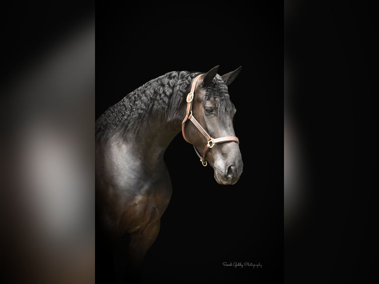 Draft Horse Castrone 7 Anni 163 cm Morello in INDEPENDENCE, IA