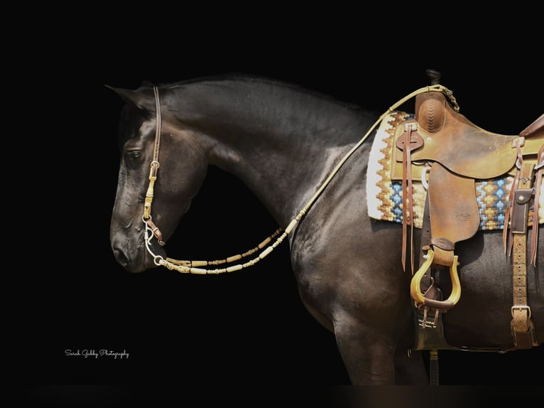 Draft Horse Castrone 7 Anni 163 cm Morello in INDEPENDENCE, IA