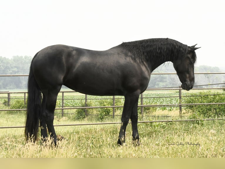 Draft Horse Castrone 7 Anni 163 cm Morello in INDEPENDENCE, IA