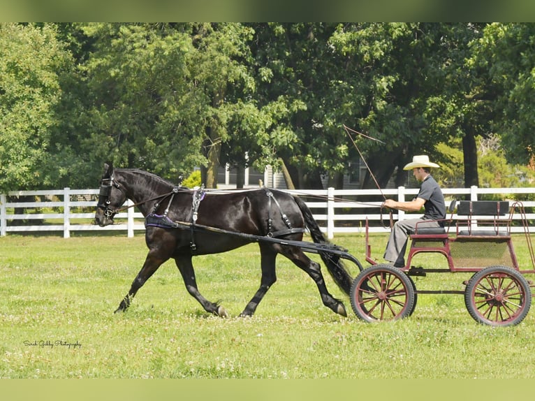 Draft Horse Castrone 7 Anni 163 cm Morello in INDEPENDENCE, IA