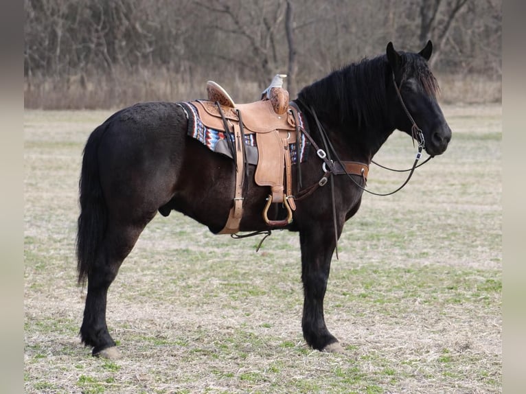 Draft Horse Castrone 7 Anni 163 cm Morello in Thompkinsville KY
