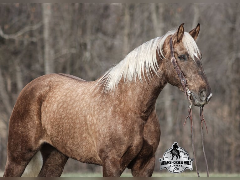 Draft Horse Mix Castrone 7 Anni 163 cm in Mount Vernon