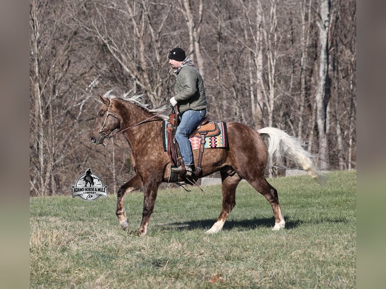 Draft Horse Mix Castrone 7 Anni 163 cm in Mount Vernon