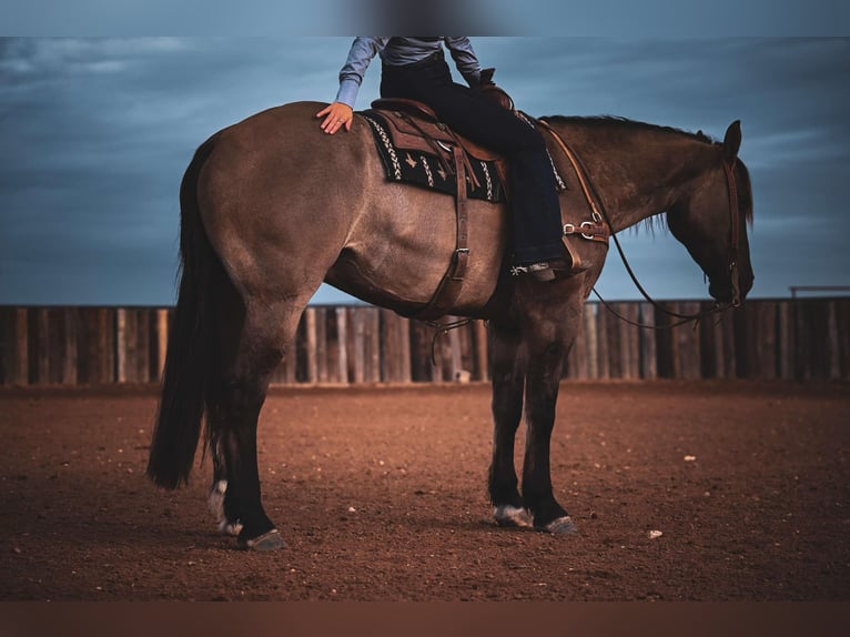 Draft Horse Mix Castrone 7 Anni 163 cm in Georgetown, TX