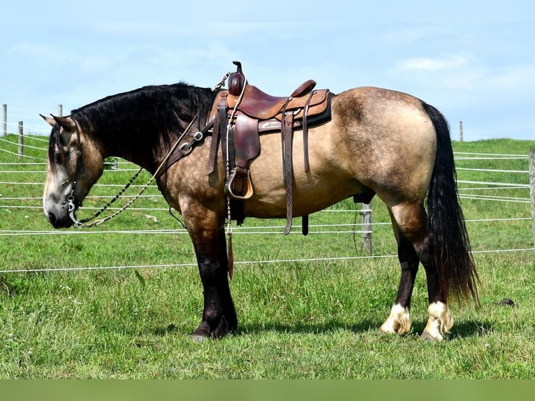 Draft Horse Mix Castrone 7 Anni 163 cm Pelle di daino in Rebersburg, PA