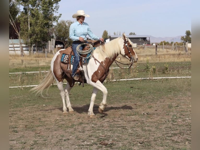 Draft Horse Mix Castrone 7 Anni 163 cm Pezzato in Congress, AZ