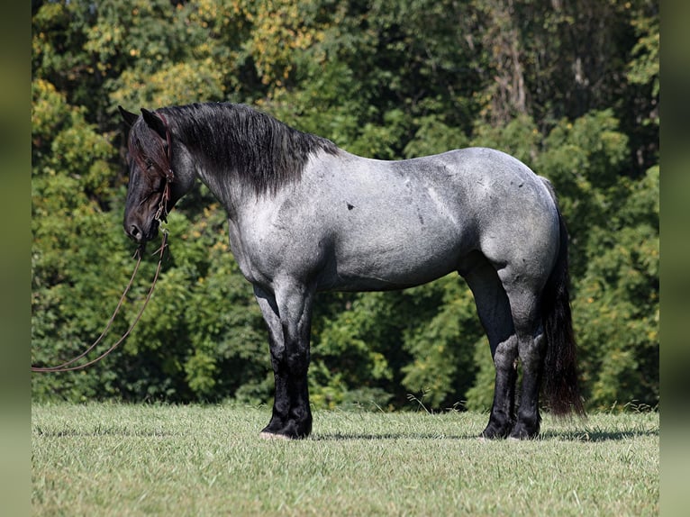 Draft Horse Castrone 7 Anni 163 cm Roano blu in Mount Vernon