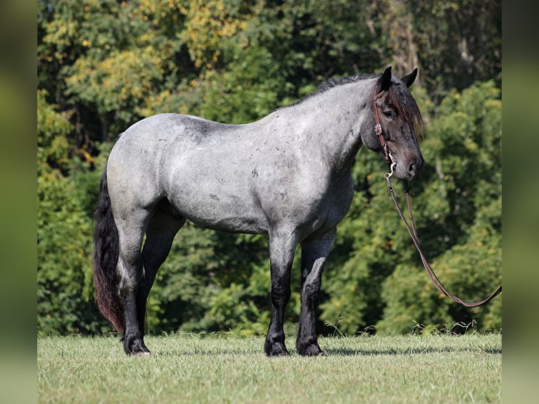 Draft Horse Castrone 7 Anni 163 cm Roano blu in Mount Vernon