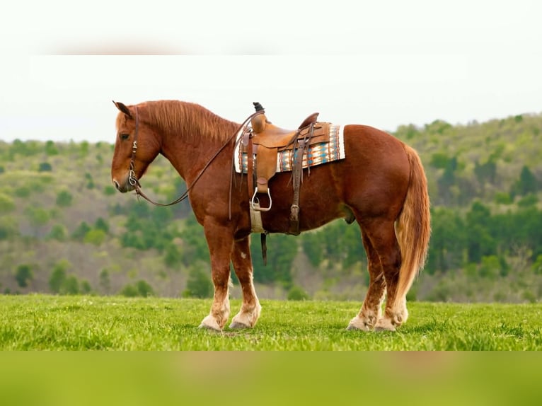Draft Horse Castrone 7 Anni 163 cm Sauro scuro in Clearville