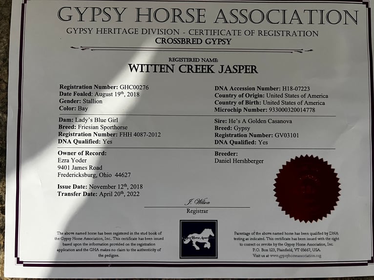 Draft Horse Castrone 7 Anni 165 cm Baio ciliegia in Wooster OH